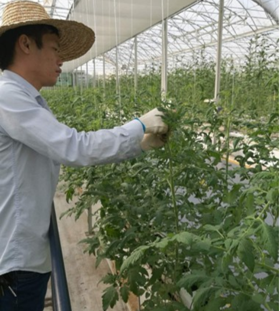 番茄定植后绕蔓、打侧芽.png